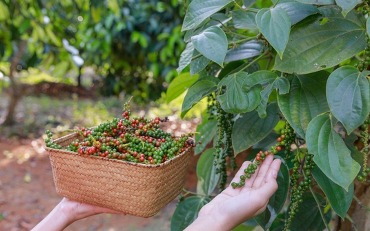 Giá tiêu hôm nay 23/10: Ổn định