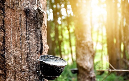 Giá cao su hôm nay 24/10: Tăng giảm trái chiều