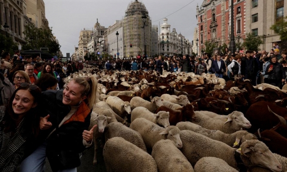 Hàng ngàn con cừu 'di dân' trên đường phố Madrid