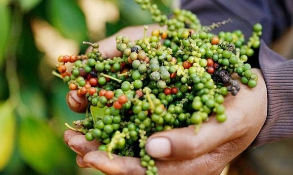 Giá tiêu hôm nay 25/10: Giao dịch quanh mức 67.500 – 70.500 đồng/kg