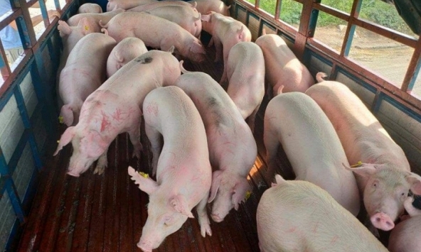 Giá heo hơi 25/10: Chênh lệch hai miền Nam - Bắc ngày càng lớn