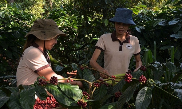 Giá cà phê hôm nay 25/10: Giảm từ 200 đồng/kg đến 300 đồng/kg