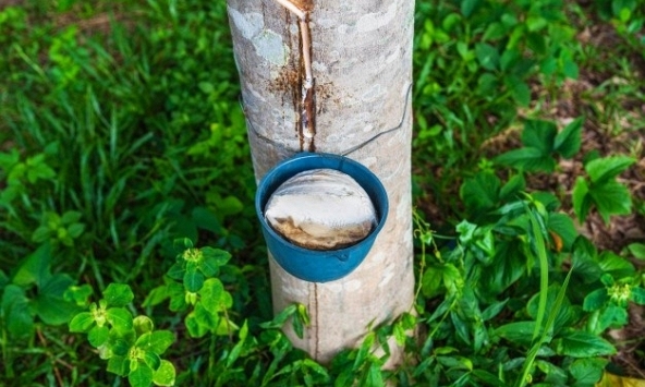 Giá cao su hôm nay 27/10: Tăng nhẹ trên sàn châu Á