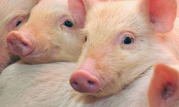 Giá heo hơi hôm nay 27/10: Giá heo miền Nam ngang bằng miền Bắc