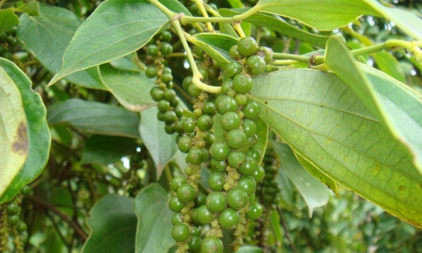 Giá tiêu hôm nay 28/10: Dao động 67.000 - 70.000 đồng/kg