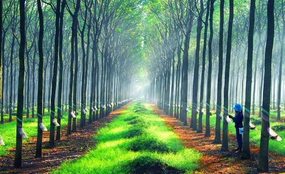 Giá cao su hôm nay 28/10: Tăng giảm trái chiều