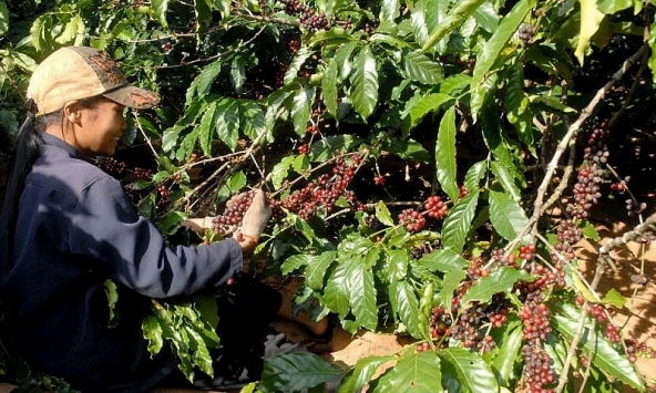 Giá cà phê hôm nay 28/10: Giảm 400 đồng/kg