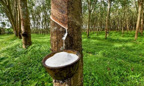 Giá cao su hôm nay 30/10: Tăng giảm trái chiều