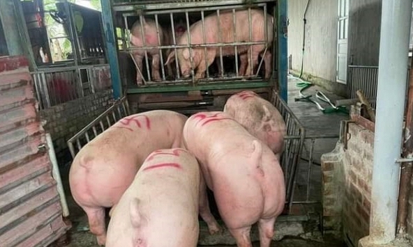 Giá heo hơi 30/10: Có thể tăng trở lại trong tuần này