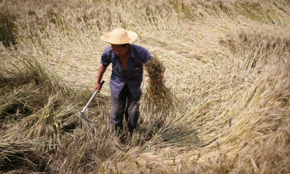 Trung Quốc lùng mua lúa mì trên khắp thế giới