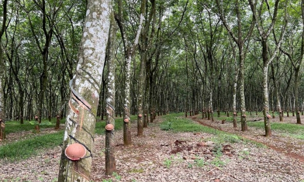 Giá cao su hôm nay 31/10: Sàn châu Á chìm trong sắc đỏ