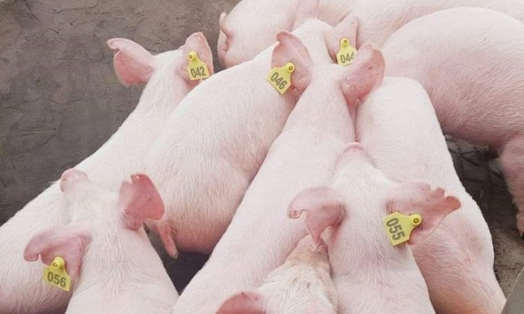 Giá heo hơi 31/10: Giảm nhẹ tại miền Bắc