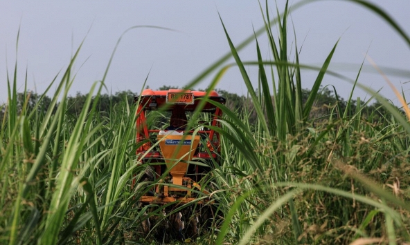 Ngành mía đường Thái Lan vật lộn với các quy định xuất khẩu mới