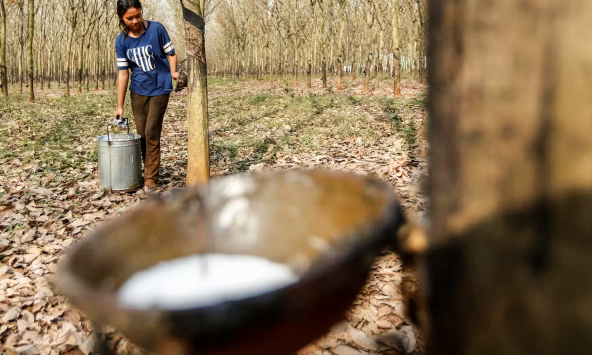 Các nhà sản xuất cao su Đông Nam Á chuẩn bị cho quy định mới của EU