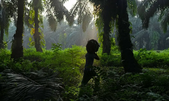 Sản lượng dầu cọ giảm ở Indonesia, Malaysia không thay đổi vào năm tới