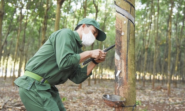 Giá cao su hôm nay 3/11: Phục hồi