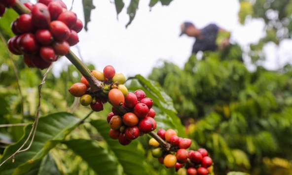 Giá cà phê hôm nay 4/11: Tăng nhẹ 200 đồng/kg