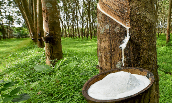 Xuất khẩu cao su quý 3/2023 tăng về lượng, giá trị giảm