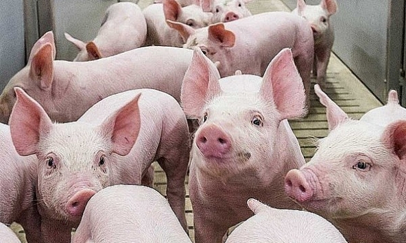 Giá heo hơi hôm nay 4/11: Dịch bệnh vẫn kìm giá heo