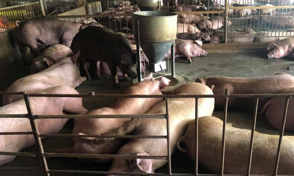 Giá heo hơi hôm nay 6/11: Miền Nam giảm, miền Bắc giữ nguyên