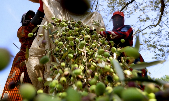 Nông dân ở Lebanon thu hoạch ô liu bất chấp lửa đạn chiến tranh