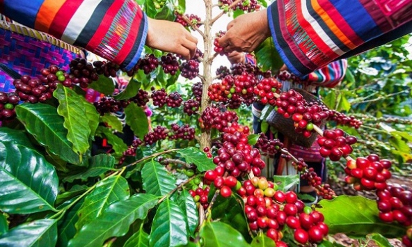 Giá cà phê hôm nay 6/11: Giảm nhẹ 100-200 đồng/kg