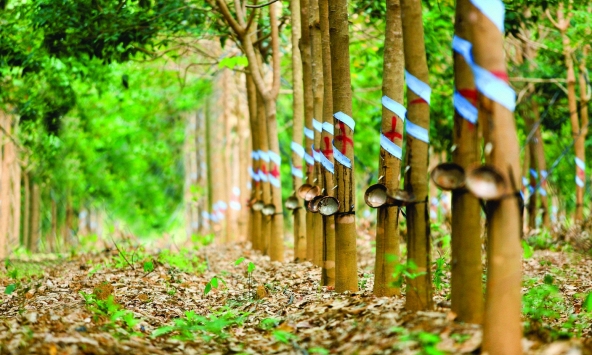 Giá cao su hôm nay 6/11: Giảm nhẹ trên thế giới