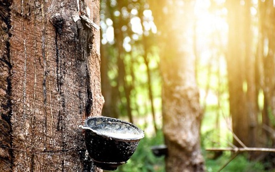 Giá cao su hôm nay 7/11: Tăng nhẹ trên sàn châu Á