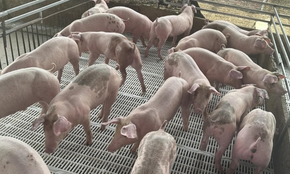 Giá heo hơi hôm nay 7/11: Miền Bắc bước vào đợt giảm mới