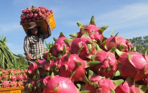 Trung Quốc giảm mua, thanh long ruột đỏ rớt giá một nửa