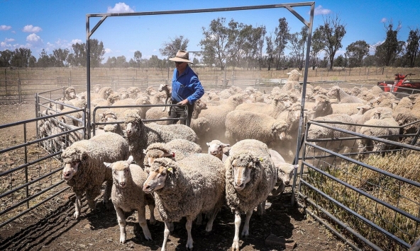 Nông dân Úc tặng cừu miễn phí khi mất giá 75%