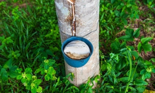 Giá cao su hôm nay 8/11: Phục hồi tại sàn Tokyo