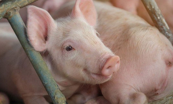 Giá heo hơi hôm nay 8/11: Tiếp tục giảm do dịch bệnh lây lan nhanh