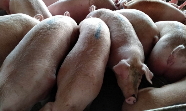 Giá heo hơi hôm nay 9/11: Giá heo duy trì ở mức thấp