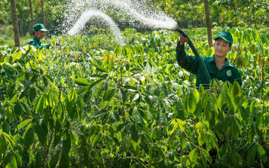 Giá cao su hôm nay 9/11: Tăng trên sàn châu Á