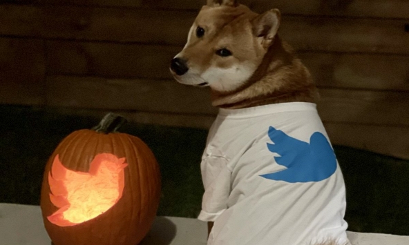 Dogecoin 'dựng cột' sau tweet của Elon Musk