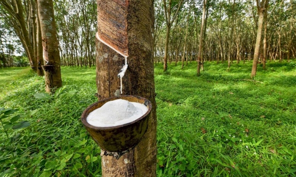 Giá cao su hôm nay 20/10: Bất ngờ tăng hơn 9% trên sàn Tokyo