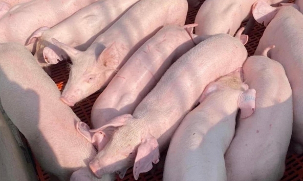 Giá heo hơi hôm nay 8/8: Miền Bắc lấy lại đà tăng