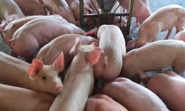 Giá heo hơi hôm nay 6/8: Miền Nam giảm mạnh