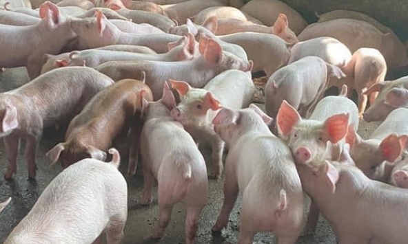 Giá heo hơi tại một số khu vực ở miền Bắc xuống dưới 50.000 đồng/kg