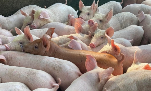 Giá heo hơi hôm nay 9/11: Một số doanh nghiệp giảm giá heo xuống dưới 50.000 đồng/kg