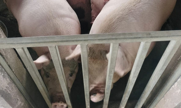 Giá heo hơi hôm nay 17/10: Đà giảm giá heo hơi chững lại