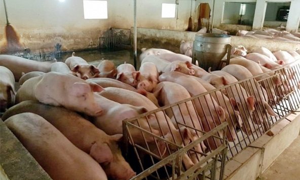 Giá heo hơi hôm nay 16/8: Miền Nam, miền Trung giảm mạnh