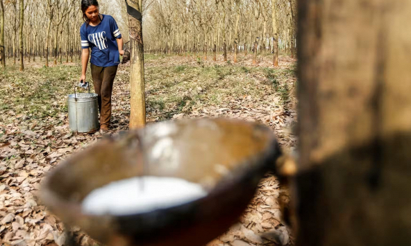 Giá cao su hôm nay 10/11: Tăng nhẹ