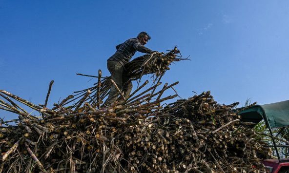 Ấn Độ gia hạn hạn chế xuất khẩu đường trước rủi ro đối với nguồn cung toàn cầu