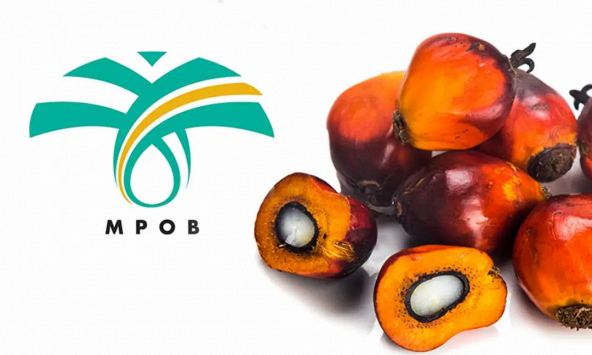 Tồn kho dầu cọ tháng 10 của Malaysia ở mức cao nhất 4 năm