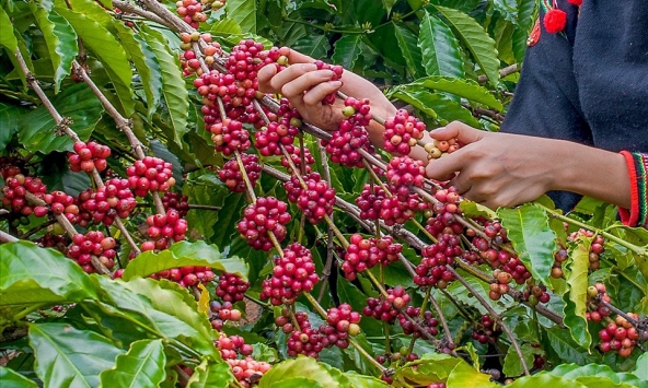 Giá cao su vẫn biến động khó lường