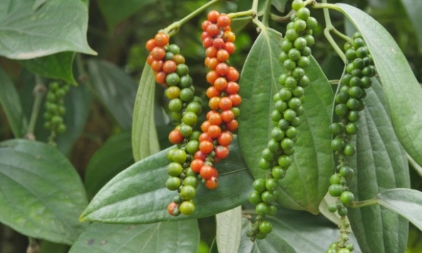 Giá tiêu hôm nay 17/10: Thị trường trong nước đi ngang