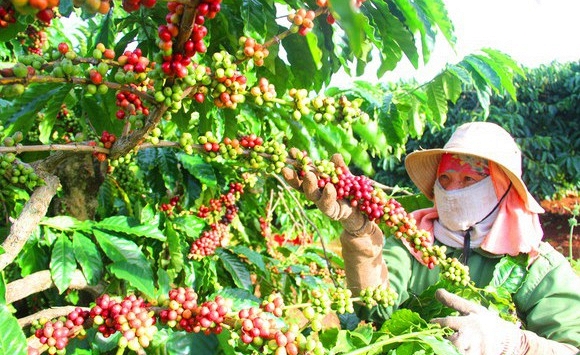 Giá các loại cà phê, hồ tiêu, cao su đồng loạt tăng