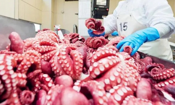 Xuất khẩu mực, bạch tuộc phục hồi tốt